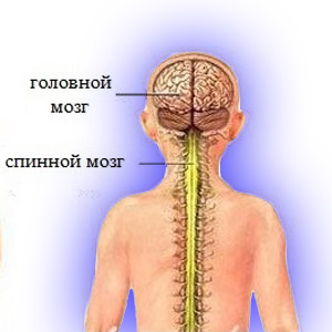 Что такое перестройка спинного и головного мозга?